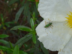 Chrysanthia reitteri
