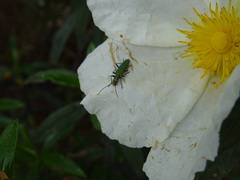 Chrysanthia reitteri