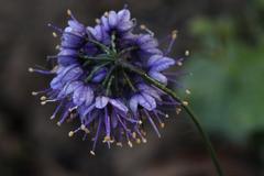 Allium cyaneum