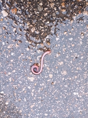 Lumbricus terrestris