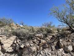 Agave schottii schottii