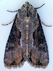 Lateroligia ophiogramma