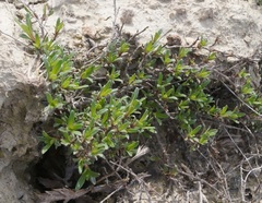 Thymus dimorphus
