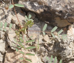 Astragalus oxyglottis
