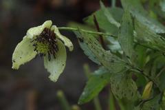 Clematis serratifolia