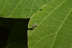 Eugnathus distinctus