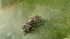 Eristalinus aeneus