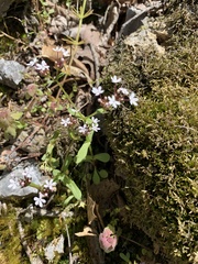 Valerianella ozarkana
