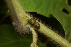 Megacopta punctatissima