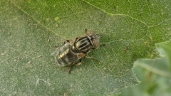 Eristalinus aeneus