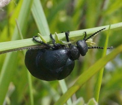 Meloe brevicollis