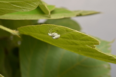 Eugnathus distinctus