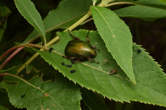 Anomala albopilosa albopilosa