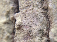 Chaenothecopsis ochroleuca