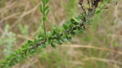 Selago rotundifolia
