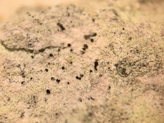 Chaenothecopsis ochroleuca