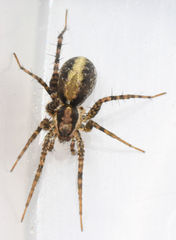 Pardosa delicatula