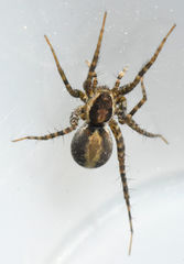 Pardosa delicatula