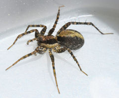 Pardosa delicatula