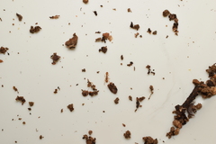 Tetramorium nipponense