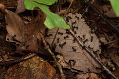 Dendrolasius