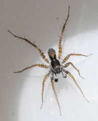Pardosa pauxilla