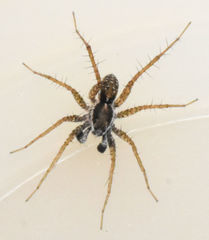 Pardosa pauxilla