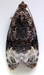 Apotomis capreana