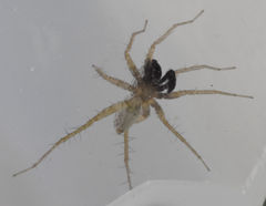 Pardosa pauxilla