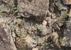 Astragalus oxyglottis