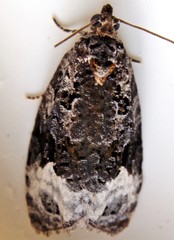 Apotomis capreana