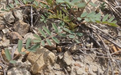 Astragalus oxyglottis