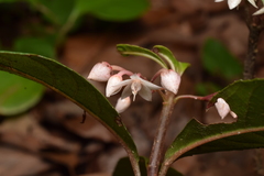 Ardisia japonica