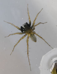 Pardosa pauxilla