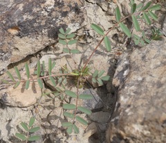Astragalus oxyglottis