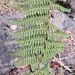 Polystichum speciosissimum