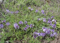 Astragalus suprapilosus