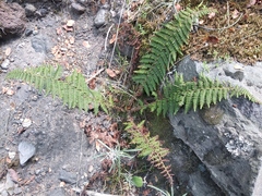 Polystichum speciosissimum