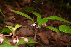 Ardisia japonica