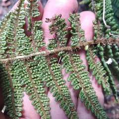 Polystichum speciosissimum