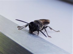Trypargilum