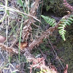 Polystichum speciosissimum