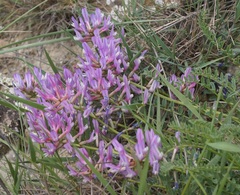 Astragalus suprapilosus