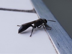 Trypargilum