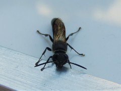 Trypargilum