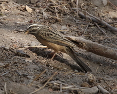 Emberiza striolata