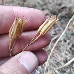 Tagetes foetidissima