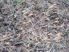 Tagetes foetidissima