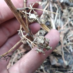 Tagetes foetidissima