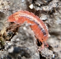 Androniscus dentiger